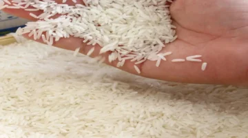 للمرة الثالثة.. فوز أرز ST25 بلقب الأفضل في العالم لعام 2026